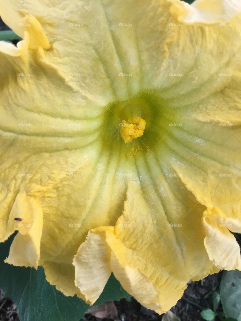 Squash flower