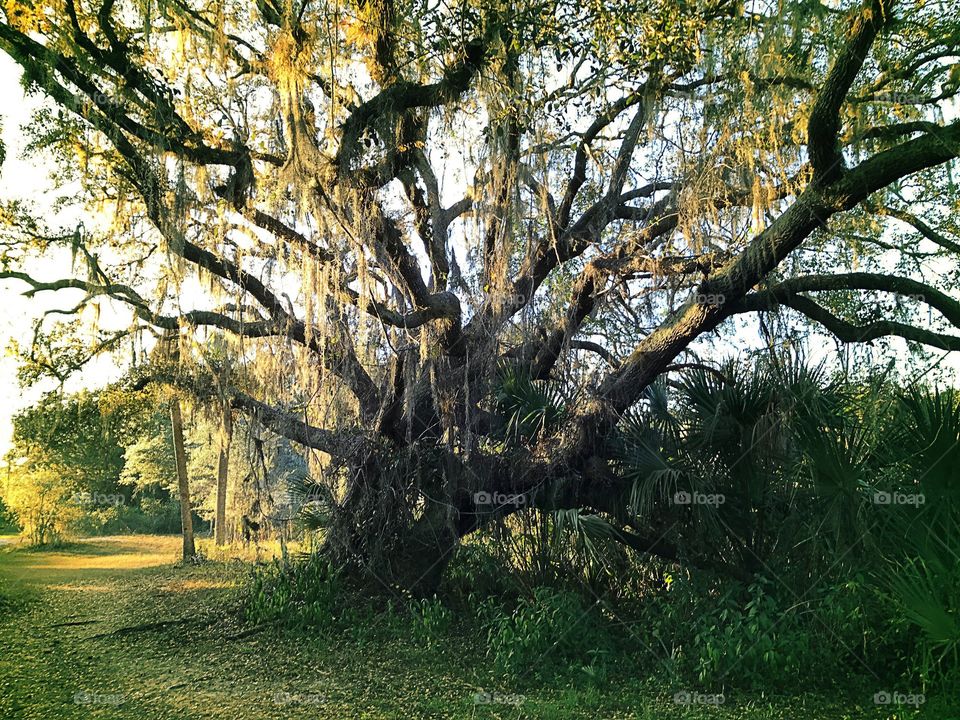 Spanish moss on oak tree