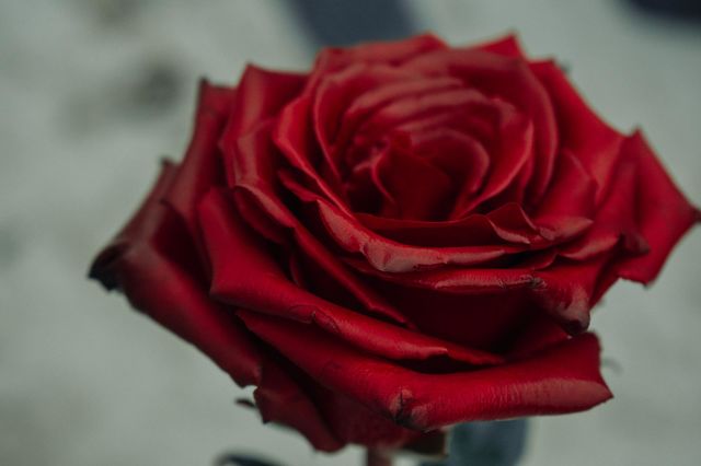 rose 🌹