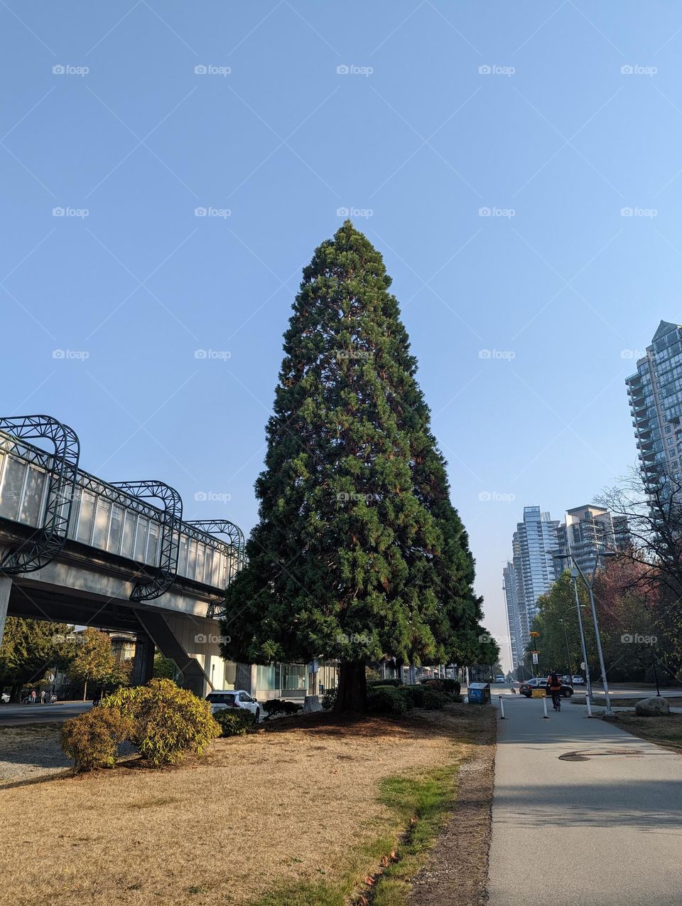 Tree in city