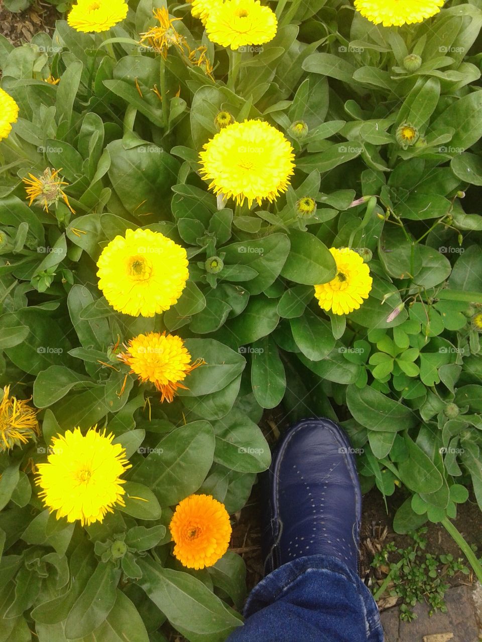 Leaf, Nature, Flora, Garden, Summer