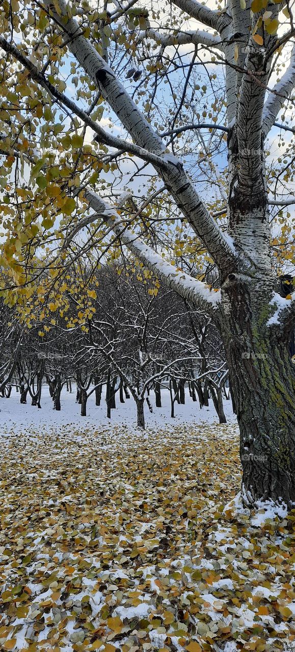 Осина в парке. Aspen in the park.