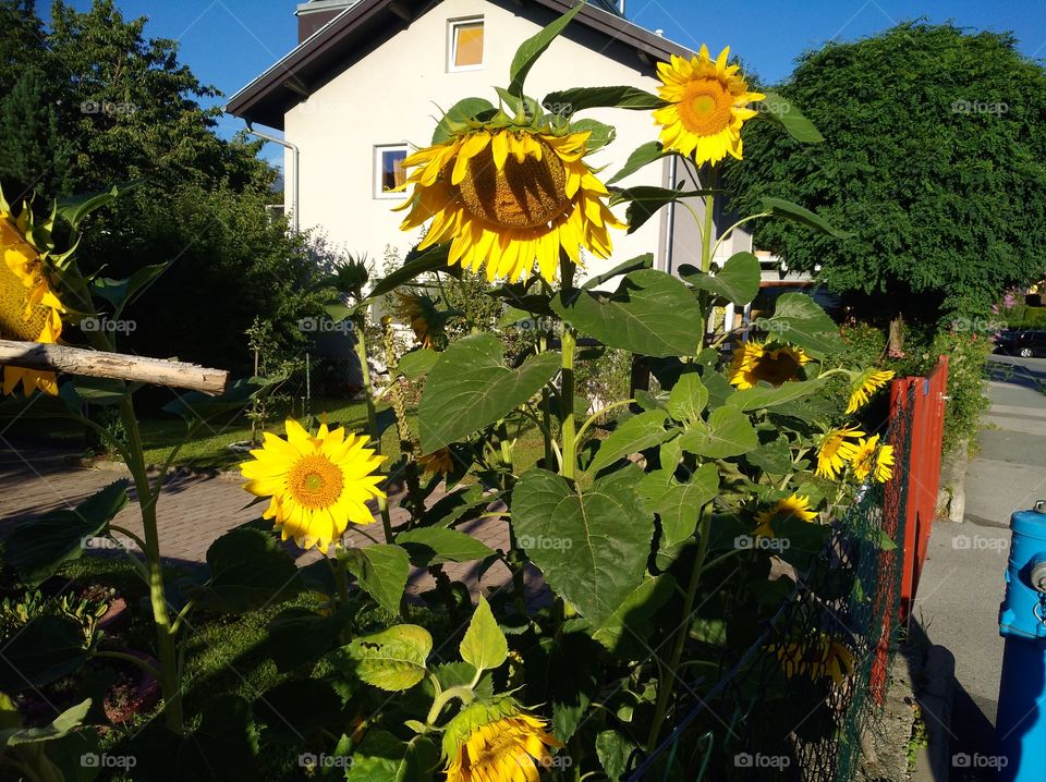 sonnenblumen, sunflower