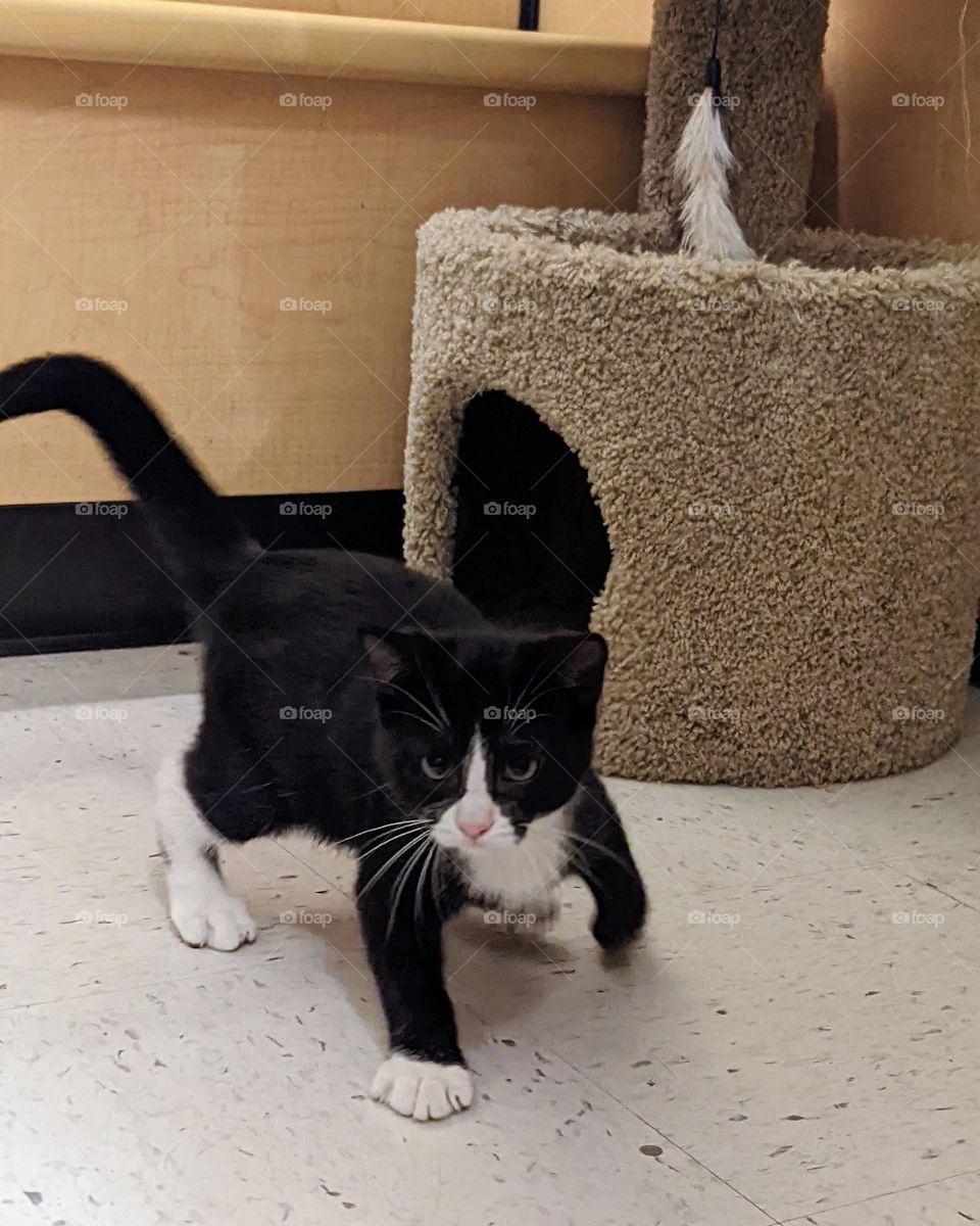 Every day is Caturday