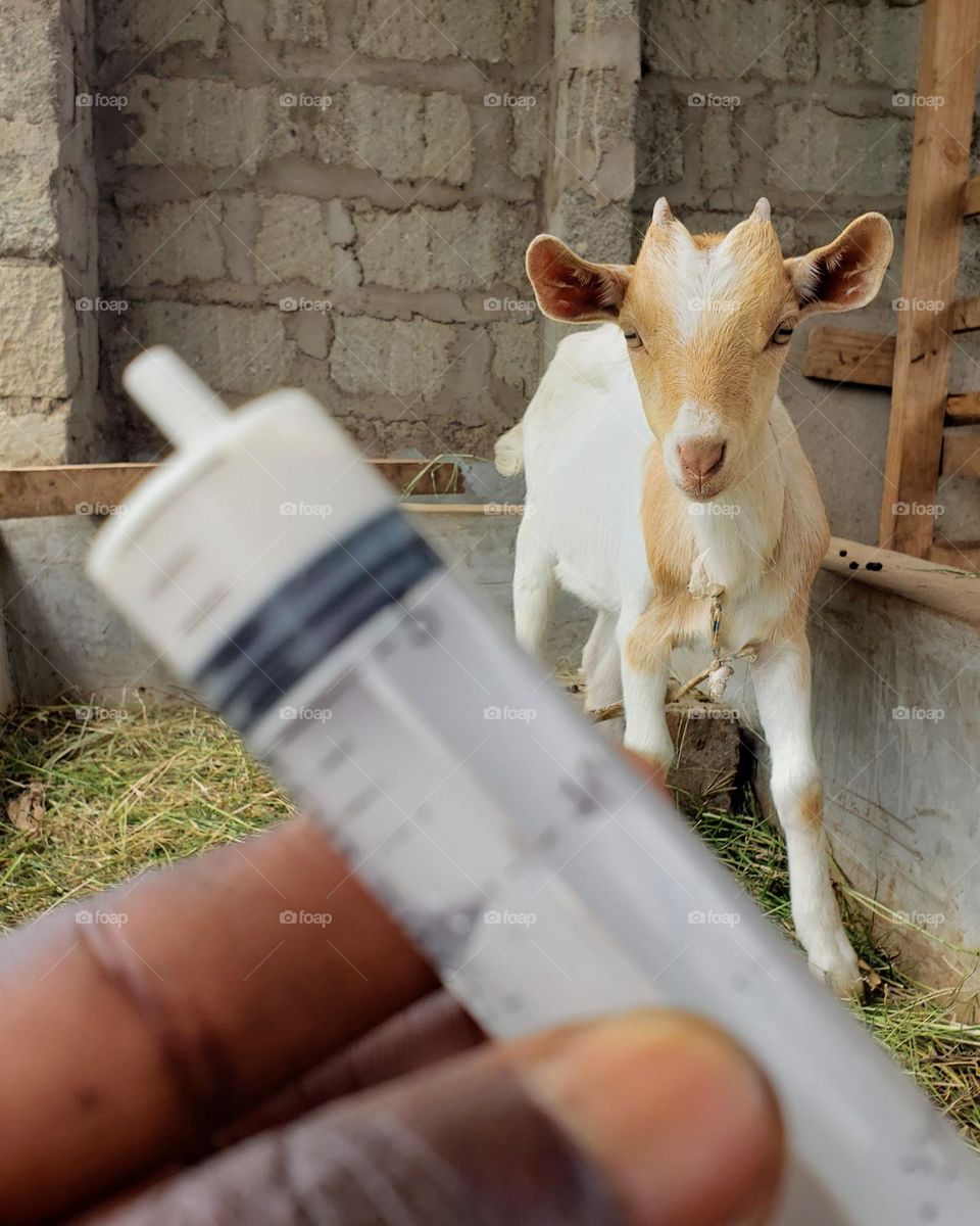 Deworming baby goat