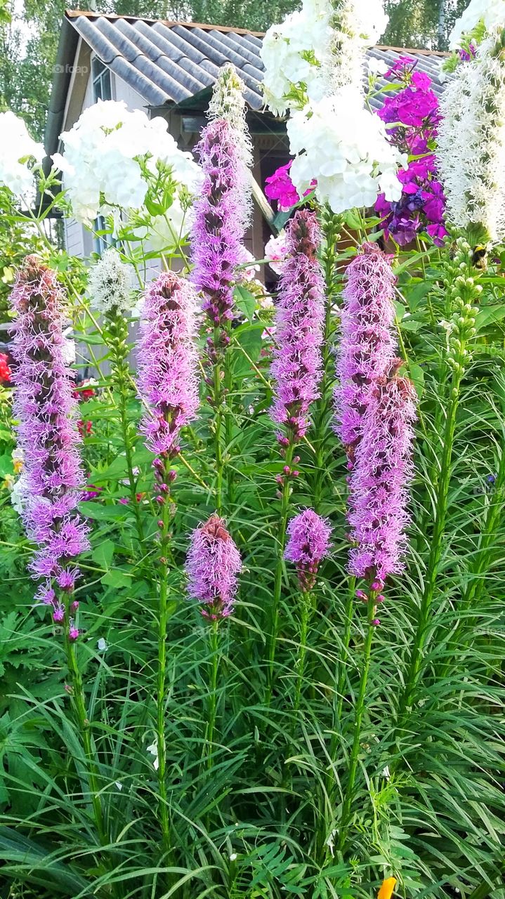 сиреневые цветы на фоне домика