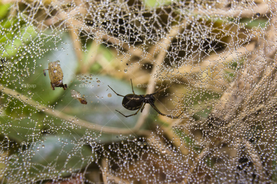 spider with it's web just after some rain