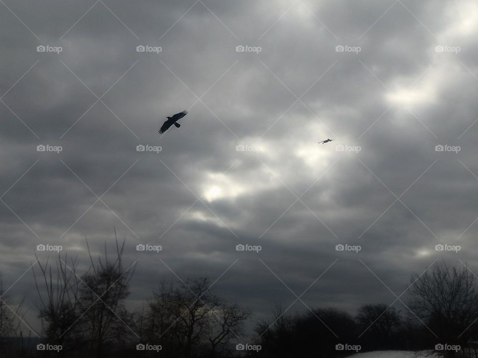 Crows caught in flight