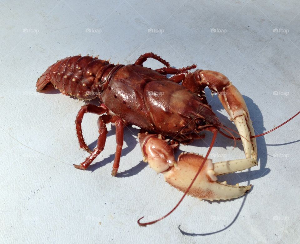 A cooked crayfish for dinner 