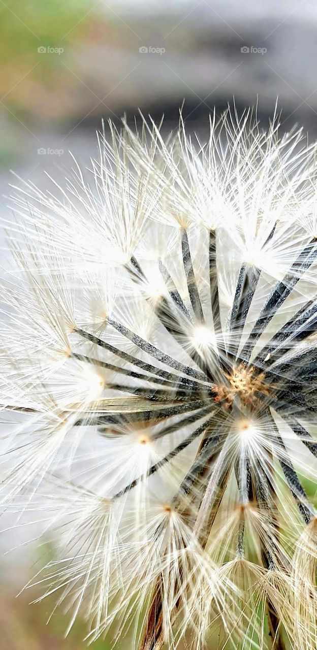 wild white seed, nature