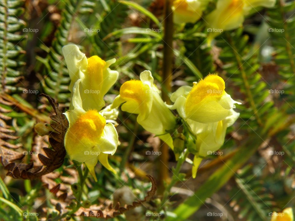 flowers