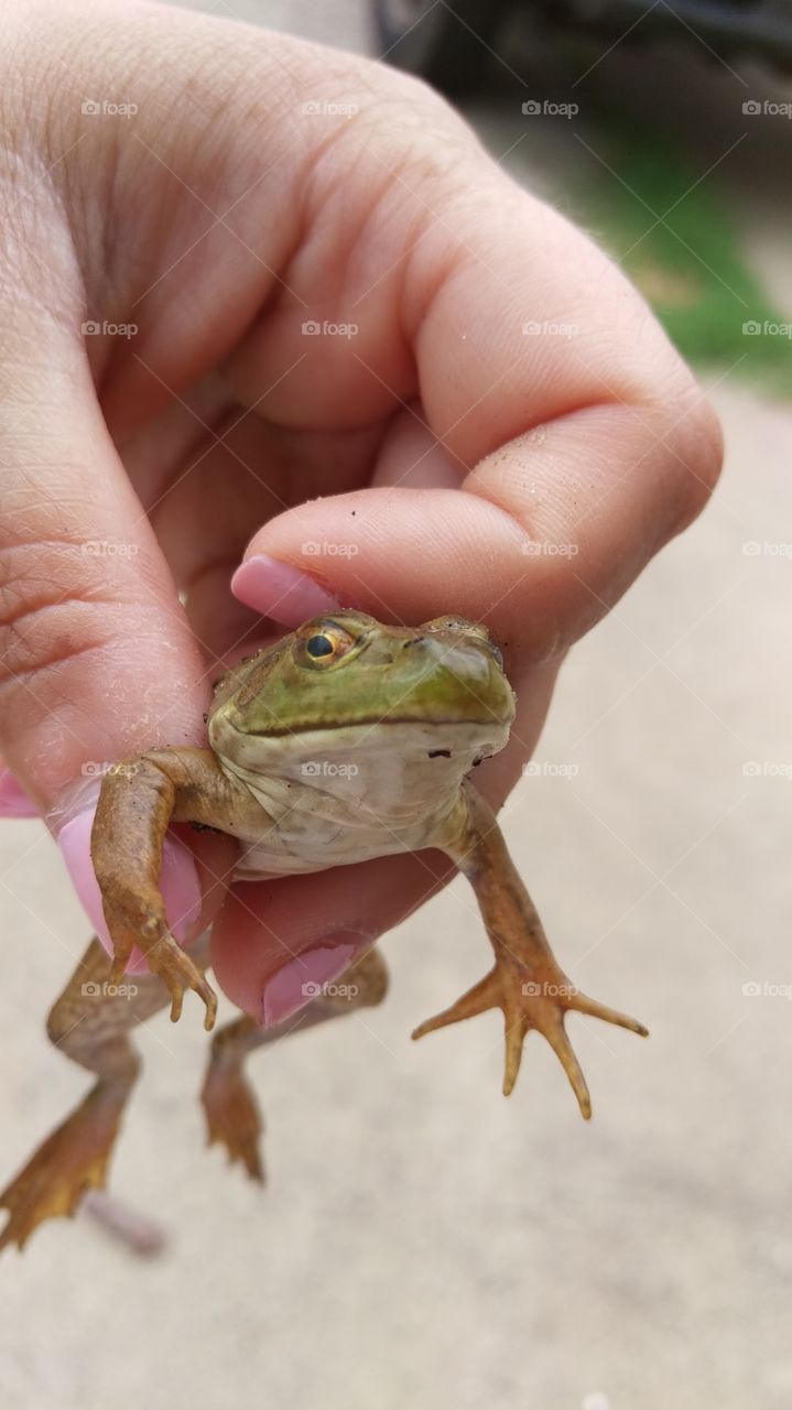 frog1 06-14-15. saying good morning to a frog chilling in the grass