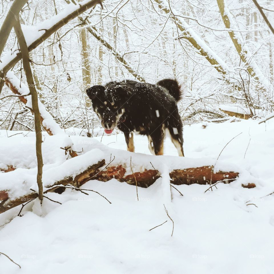 Winter, Snow, Cold, Frost, Wood