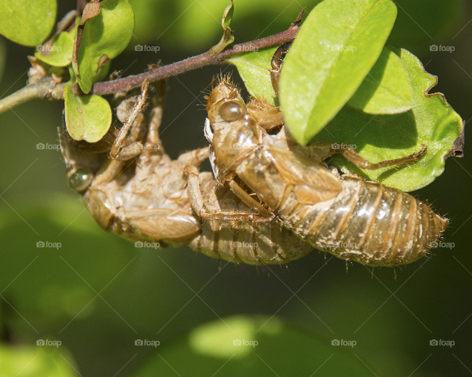 Shell from a seventeen Year Cicada 