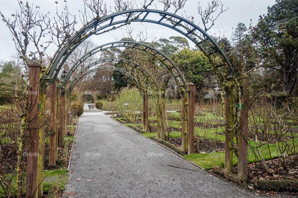 Archways at Christchurch Botanic Gardens, the rose garden in winter, New Zealand 