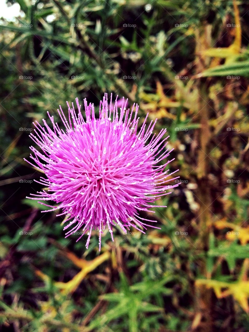 Cactus flower