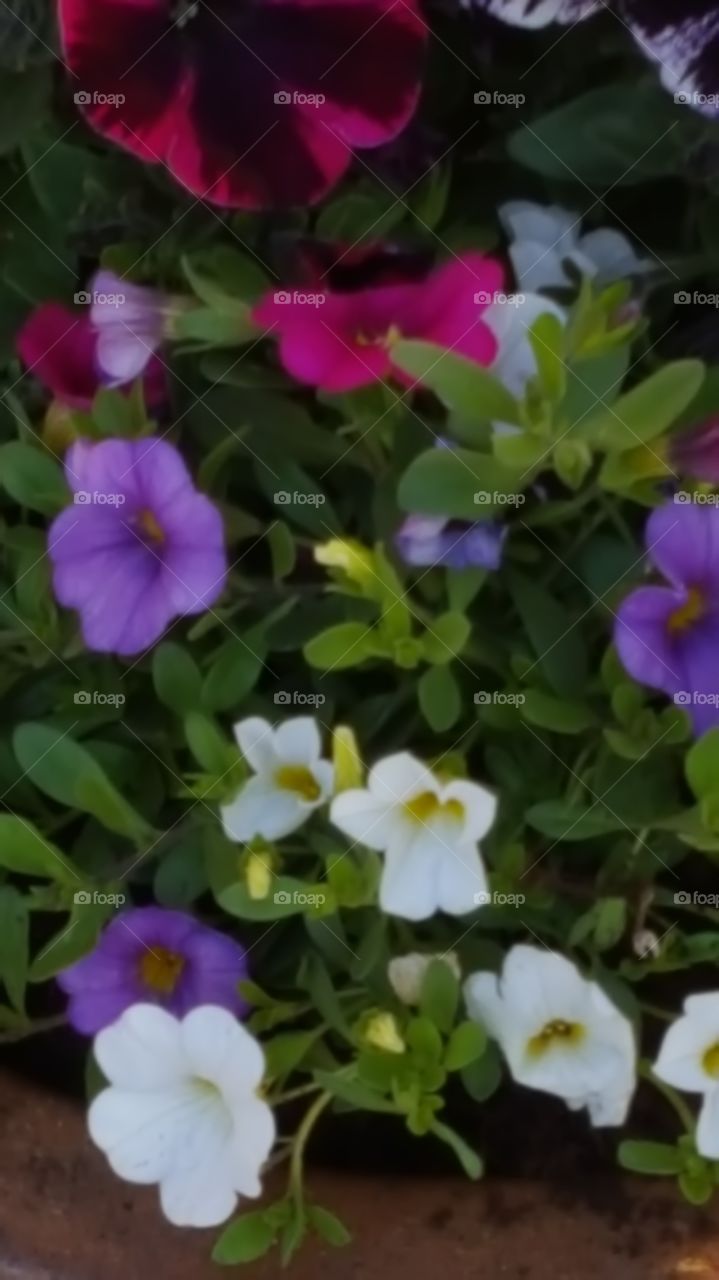 Blumen 🌼🌹🏵🌞