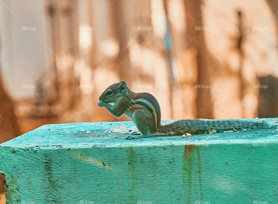 Indian Squirrel - Semi rurual