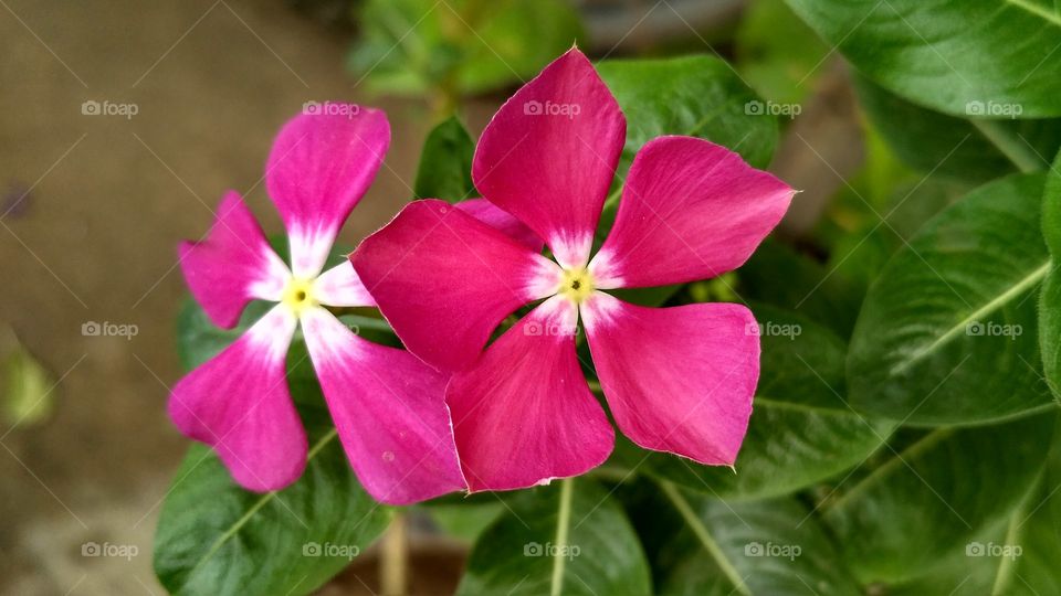 Beautiful pink vinca flowers