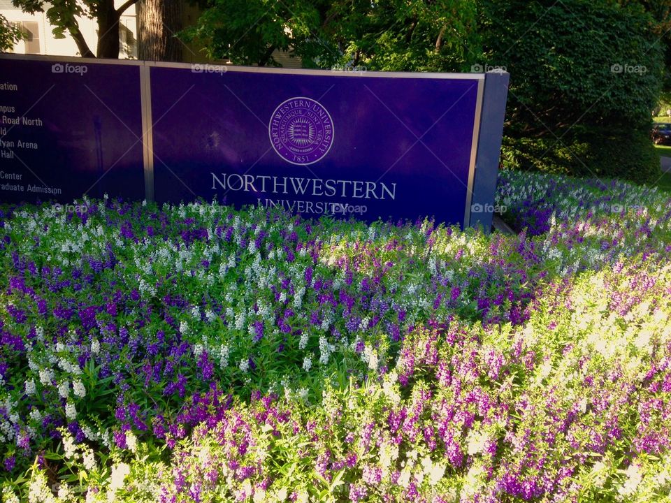 Northwestern University 