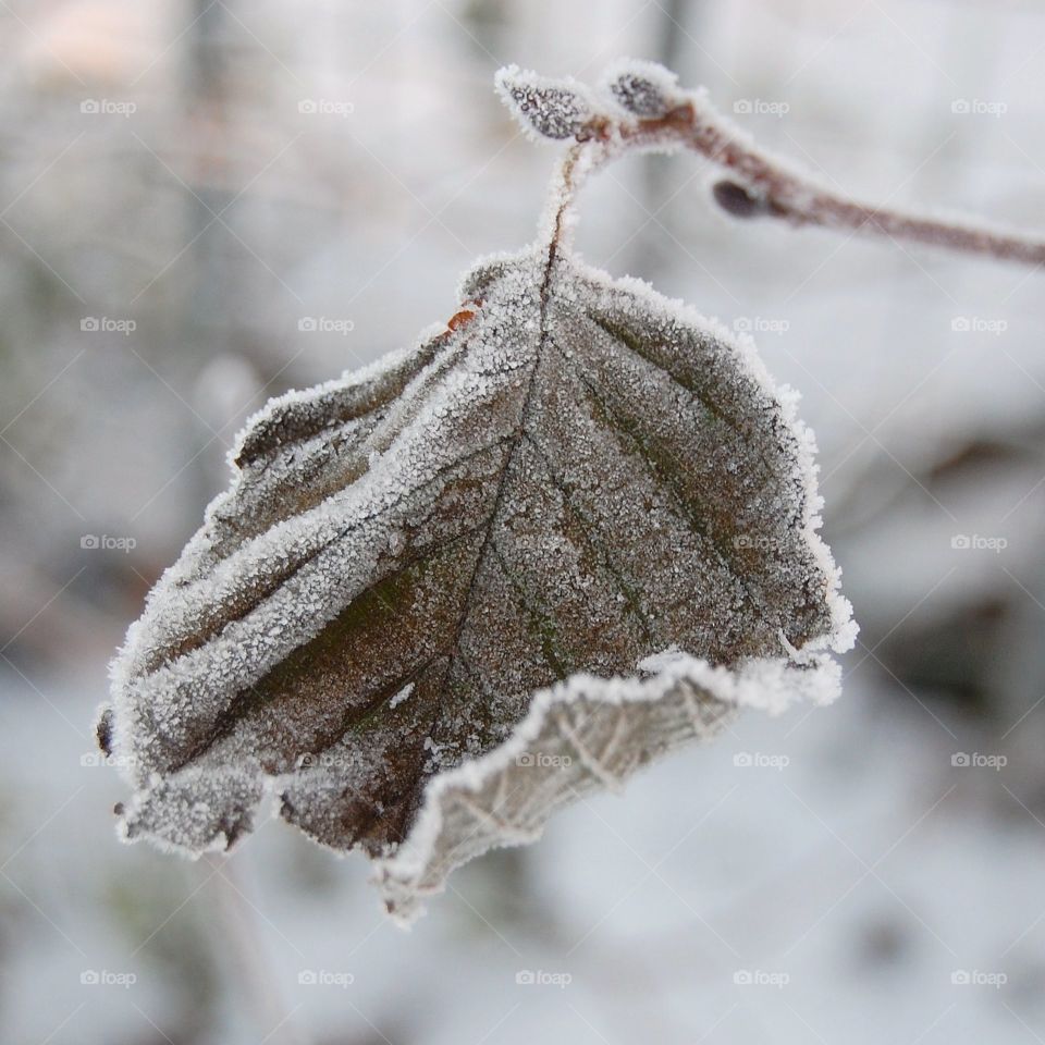 Single frosty leaf in winter with detail 
