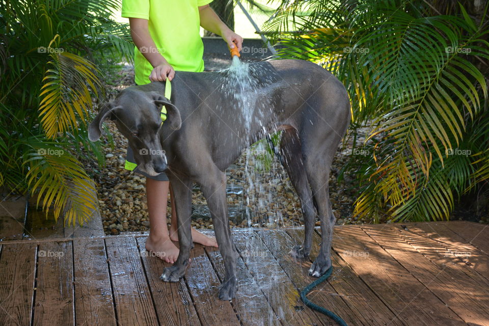 My son washing our big blue Great Dane 