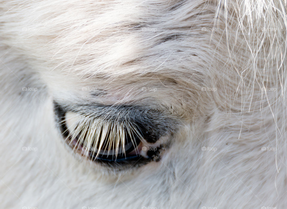 closeup of a horse eye