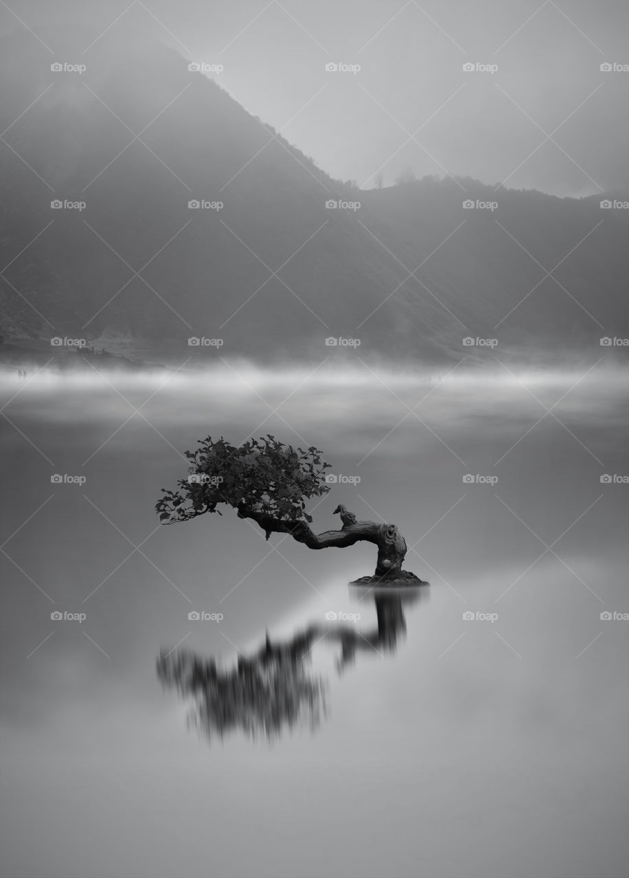 lonely tree