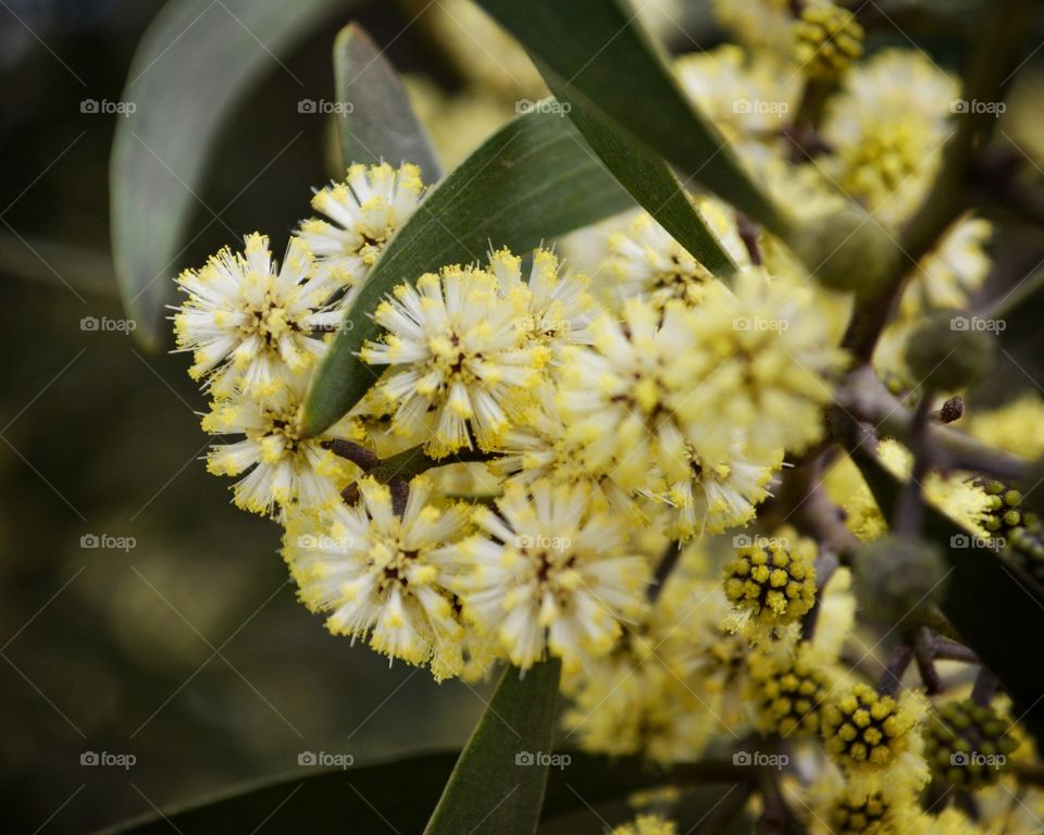 Spring flower