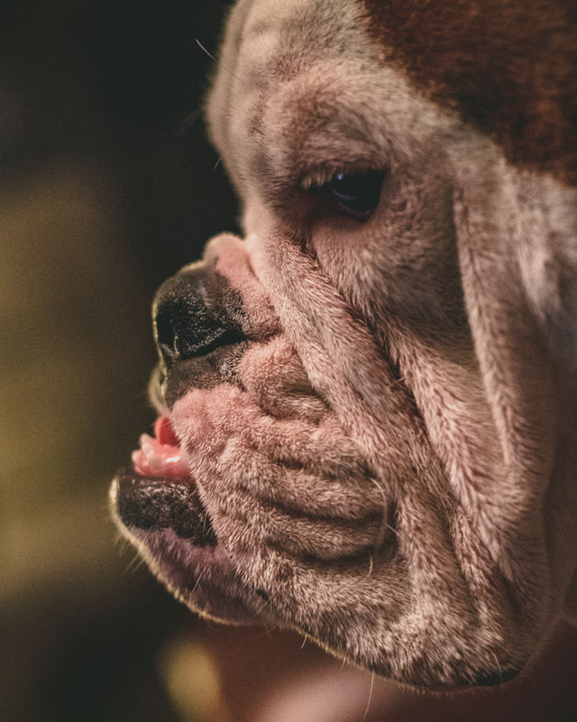 English Bulldog