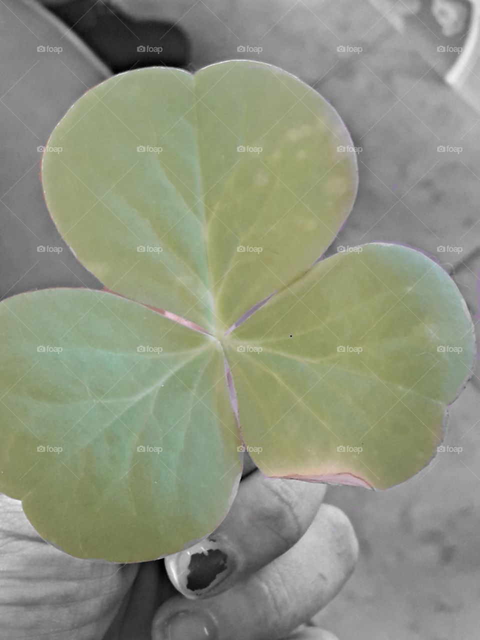 black and white andi hold one big green leaf