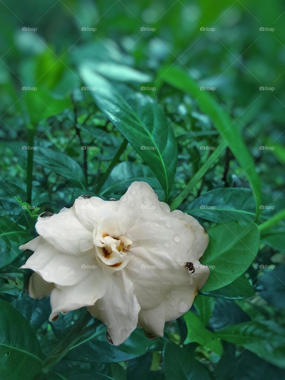 White gardenia 
beautiful flower 😍