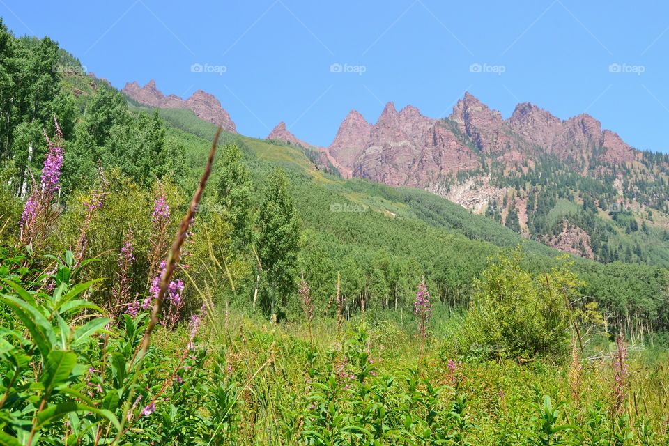 Mountain flowers in Maroon Bells 