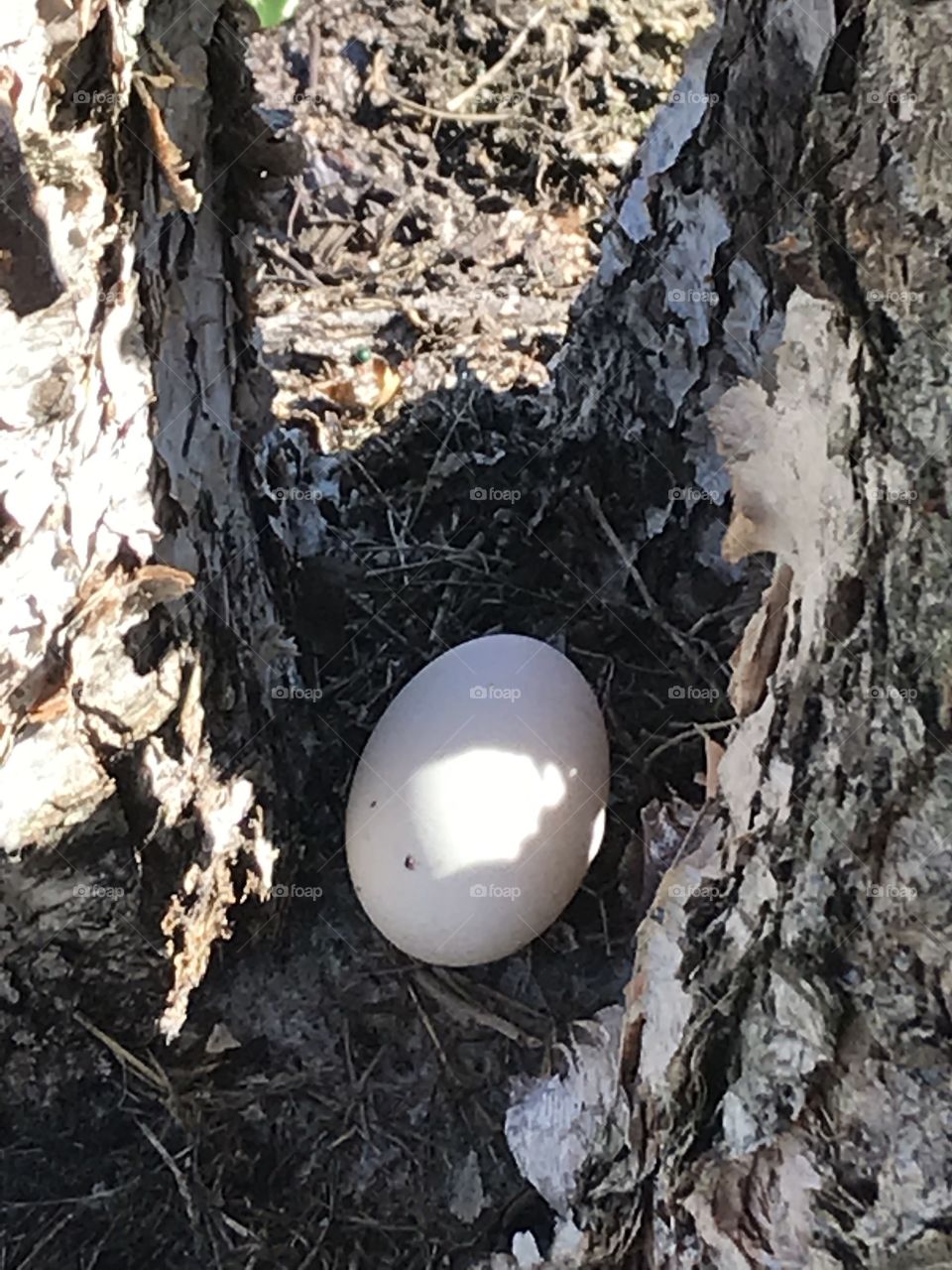 Egg inside a wood