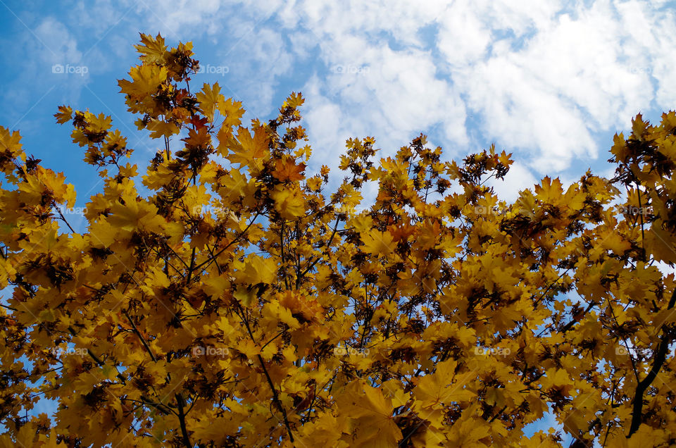 Low angle view of yellow leaves growing on tree against sky during autumn.