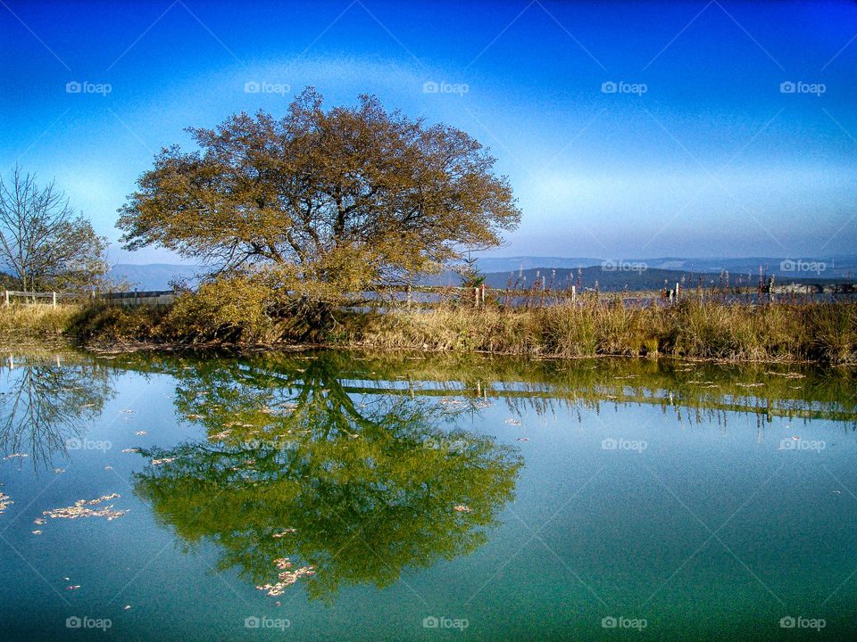 pond and tree