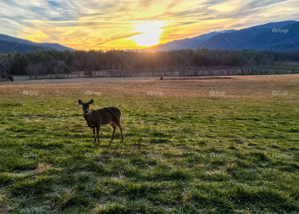 Deer grazing in a meadow as the sun rises in the background 