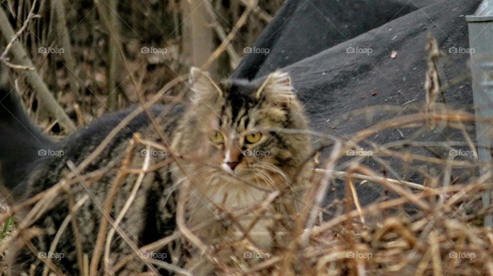 Feral Cat hides behind brush