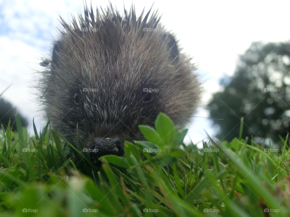 garden wildlife curious hedgehog by sanjag