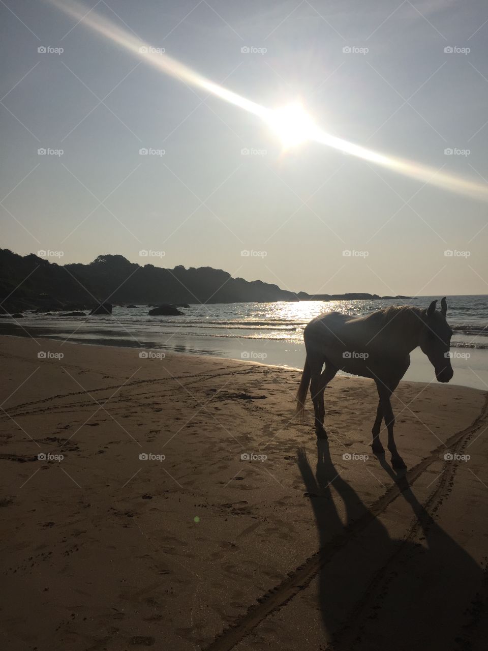 Wild horse in Agonda beach, Goa.
