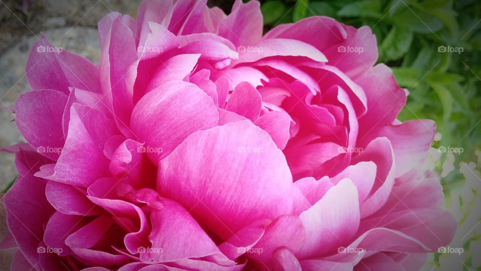 Pink Peony