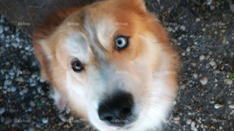 Husky mix with different color eyes