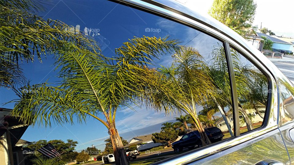 Palm Trees & Blue Skies reflected in car window.