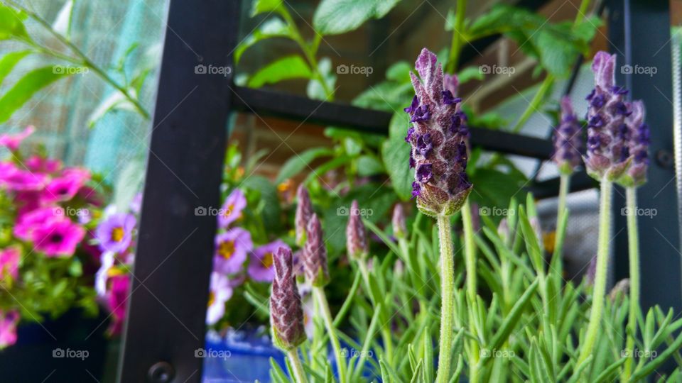 lavender in the garden
