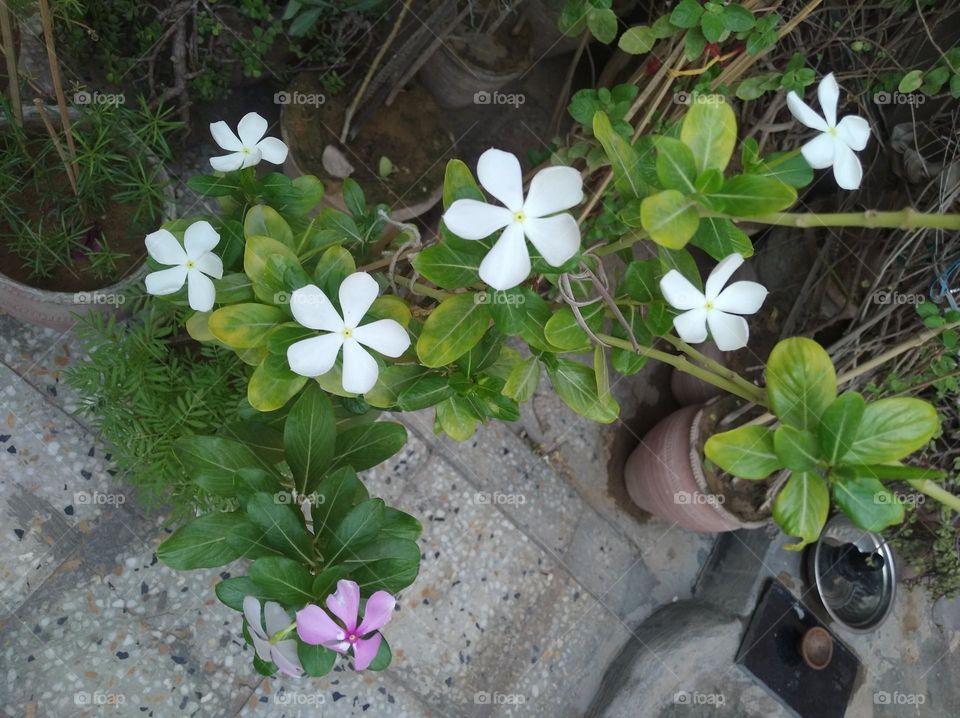 periwinkle white flower looks very beautiful generally found everywhere fresh seasonal
