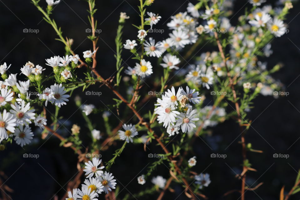 flowers