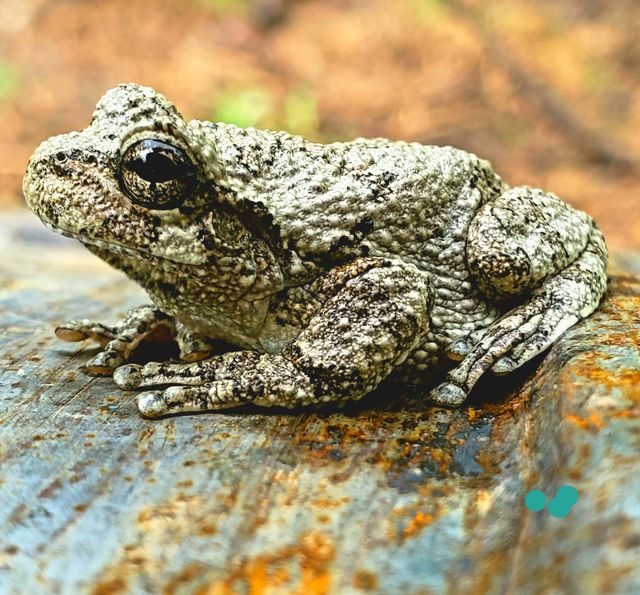 Toad