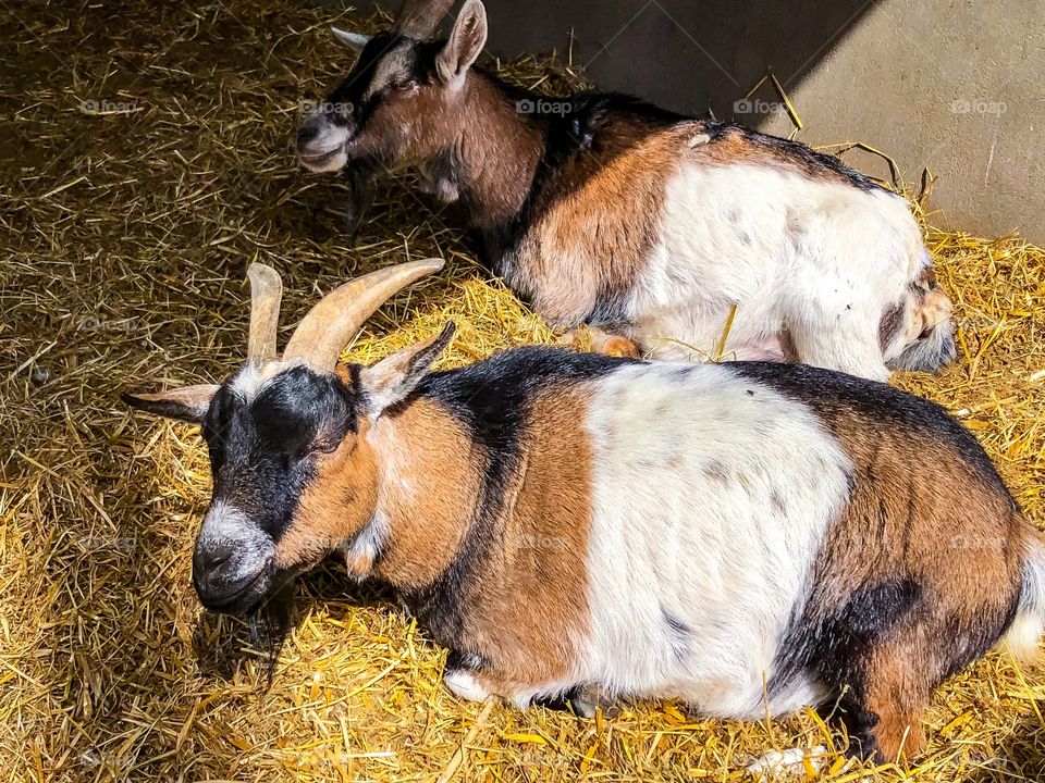 Pygmy goats