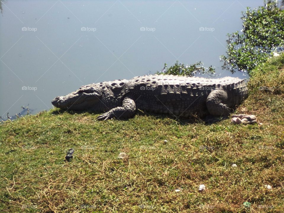 Close-up of crocodile resting on grass