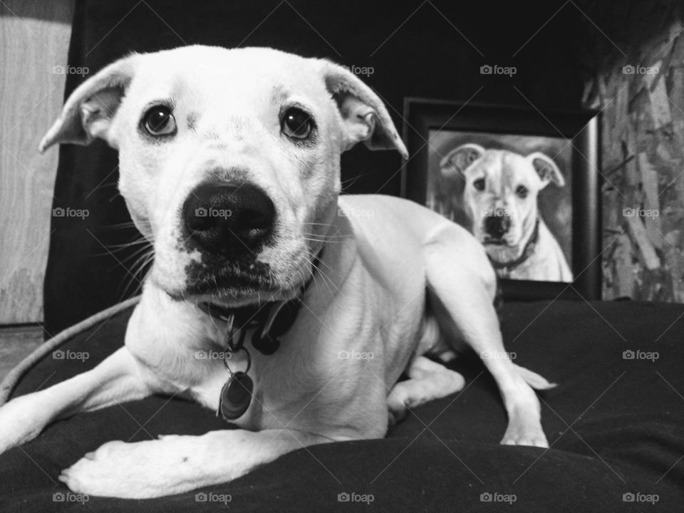 Dog, Canine, Portrait, One, Mammal